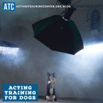 Acting Training for Dogs